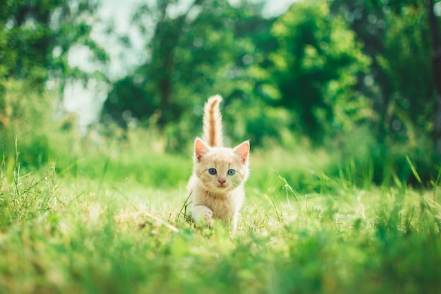 A kitten walking in a field of green grass.